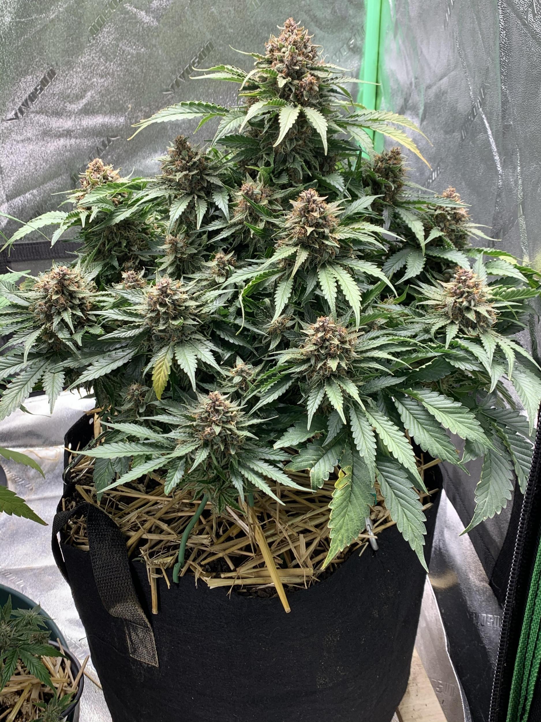 Strawberries Autoflower Seeds